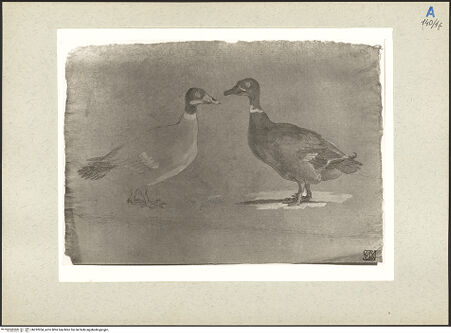 Vorderseite von bh232954_recto