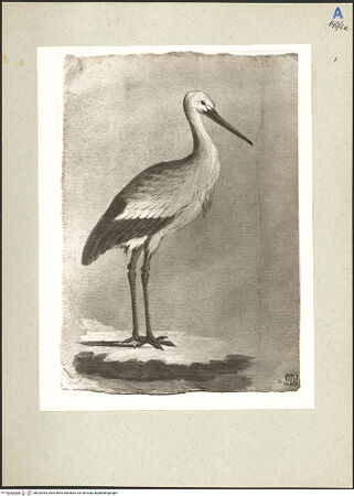 Vorderseite von bh232963_recto