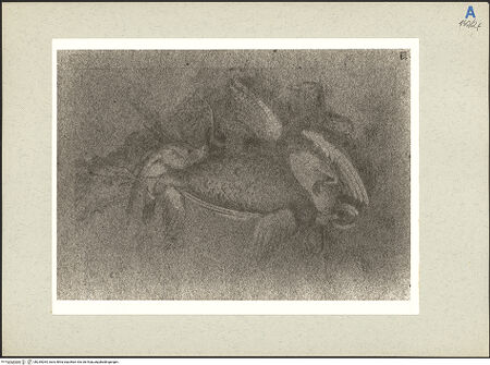 Vorderseite von bh235264_recto