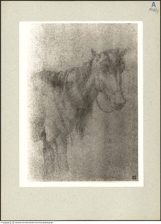 Vorderseite von bh235266_recto