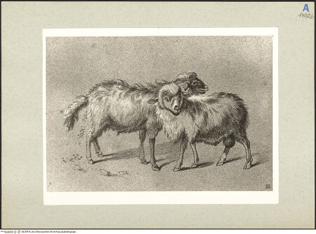 Vorderseite von bh235516_recto