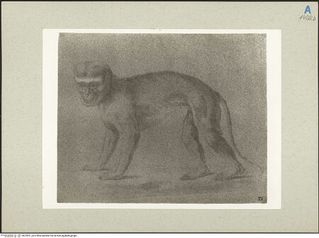 Vorderseite von bh235521_recto