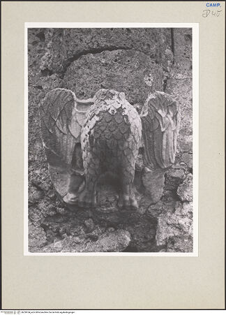 Vorderseite von Pedicini, Luciano [https://www.deutsche-digitale-bibliothek.de/content/lizenzen/rv-ez/] Adler - Frontalansicht, bh238764_recto. Foto: Pedicini, Luciano.