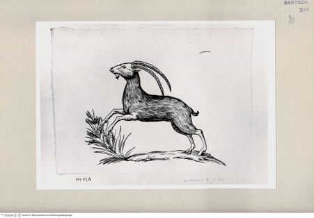 Vorderseite von Bibliotheca Hertziana [http://creativecommons.org/publicdomain/mark/1.0/] Steinbock - , bh240171. Foto.