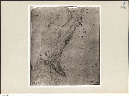 Vorderseite von bh247502_recto