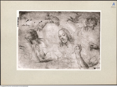 Vorderseite von bh247581_recto