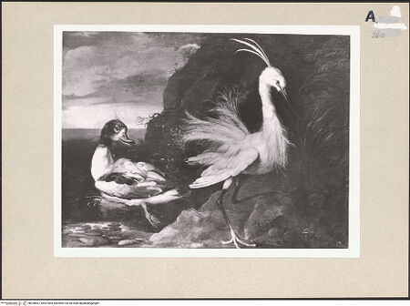 Vorderseite von Amministrazione Colonna [https://www.deutsche-digitale-bibliothek.de/content/lizenzen/rv-ez/] Seidenreiher und Stockente - Gesamtansicht, bh248467_recto. Foto.