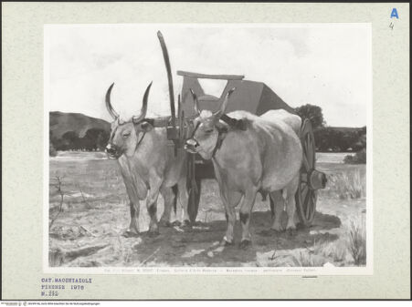 Vorderseite von bh249166_recto