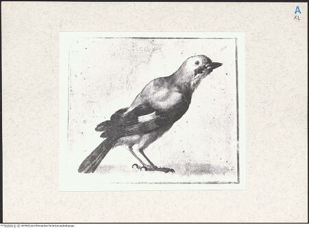 Vorderseite von bh265663_recto