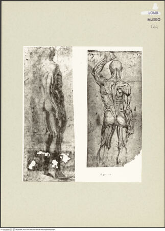 Vorderseite von bh266589_recto