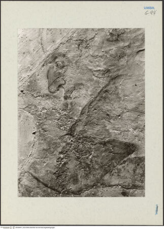 Vorderseite von bh268597_recto