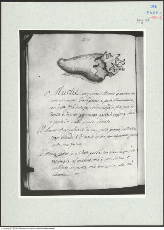 Vorderseite von bh273929_recto