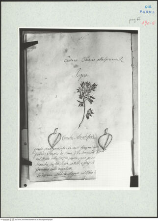 Vorderseite von bh273944_recto