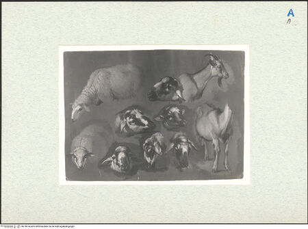 Vorderseite von bh278274_recto