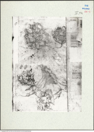 Vorderseite von bh278990_recto