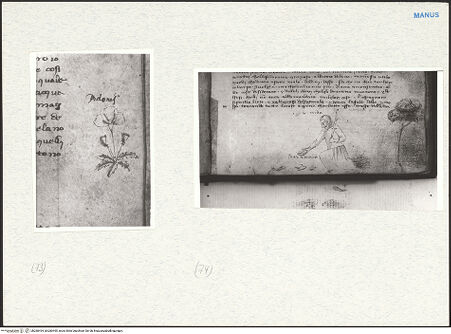 Vorderseite von bh280494_bh280495_recto