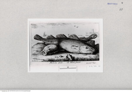 Vorderseite von  [http://creativecommons.org/publicdomain/mark/1.0/] ... - , bh287008. Foto.