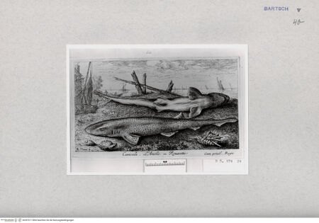 Vorderseite von  [http://creativecommons.org/publicdomain/mark/1.0/] ... - , bh287011. Foto.