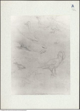 Vorderseite von bh304339_recto