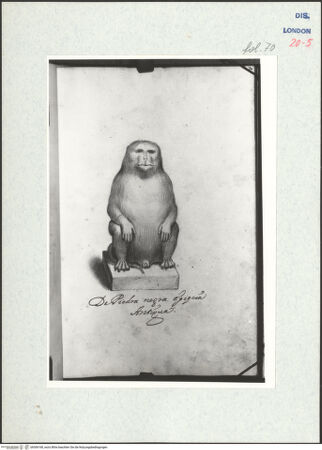 Vorderseite von Warburg Institute [https://www.deutsche-digitale-bibliothek.de/content/lizenzen/rv-ez/] Album CarpioSkulptur eines Pavians - , bh306168_recto. Foto.