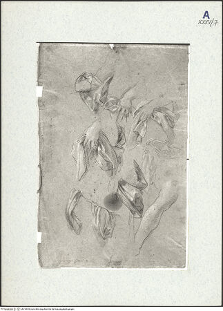 Vorderseite von bh310555_recto