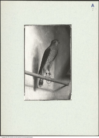 Vorderseite von bh323838_recto