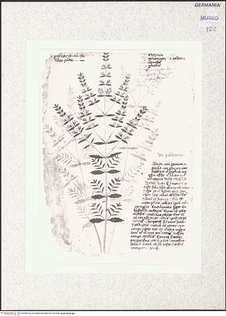 Vorderseite von bh345976_recto