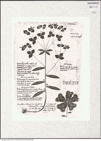 Vorderseite von bh345977_recto