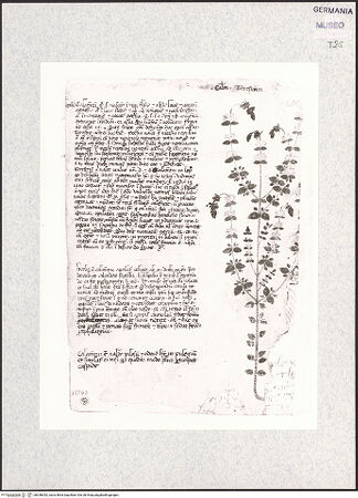 Vorderseite von bh346052_recto