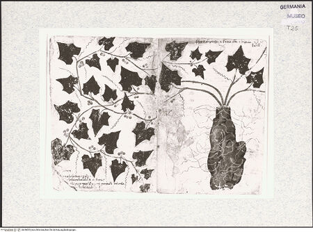 Vorderseite von bh346053_recto