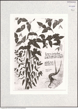 Vorderseite von bh346054_recto