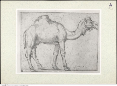 Vorderseite von Christ Church ? [https://www.deutsche-digitale-bibliothek.de/content/lizenzen/rv-ez/] Studie eines Kamels - , bh356095_recto. Foto.