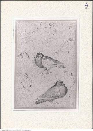 Vorderseite von bh358351_recto