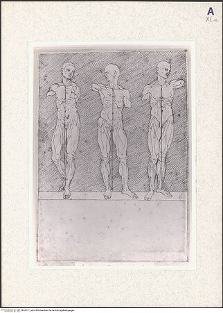 Vorderseite von bh362071_recto