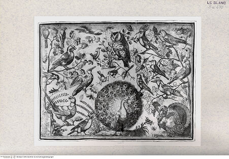 Vorderseite von unbekannt [http://creativecommons.org/publicdomain/mark/1.0/] Pfau und andere Vögel - , bh366607. Foto.