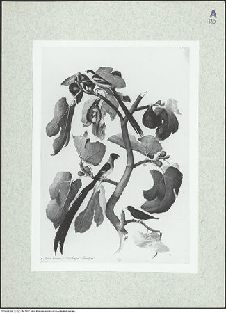 Vorderseite von bh376577_recto