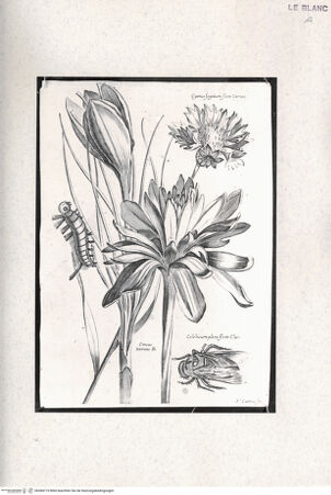 Vorderseite von Raccolta Pagliara [http://creativecommons.org/publicdomain/mark/1.0/] Krokus, Kornblume und Herstzeitlose - , bh384719. Foto.