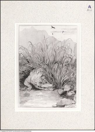 Vorderseite von bh387537_recto