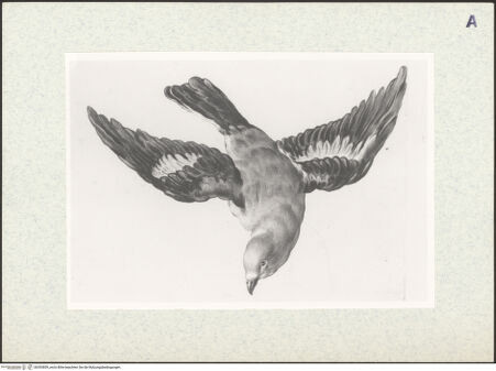 Vorderseite von bh393859_recto