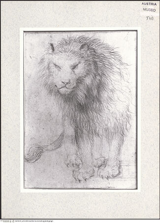 Vorderseite von Albertina [https://www.deutsche-digitale-bibliothek.de/content/lizenzen/rv-ez/] Stehender Löwe von vorne - , bh395232_recto. Foto.