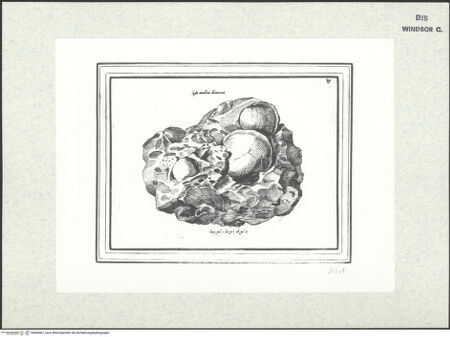 Vorderseite von bh403061_recto