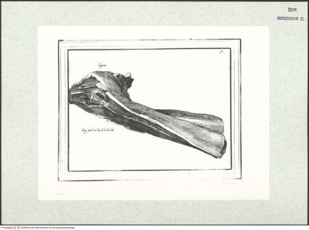 Vorderseite von bh403078_recto