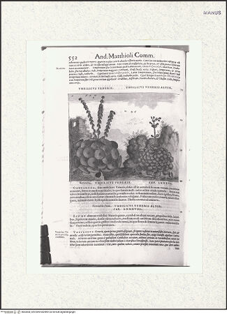 Vorderseite von bh403848_recto