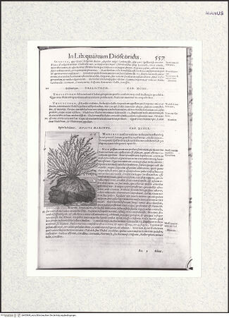 Vorderseite von bh403849_recto