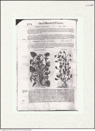 Vorderseite von bh403850_recto