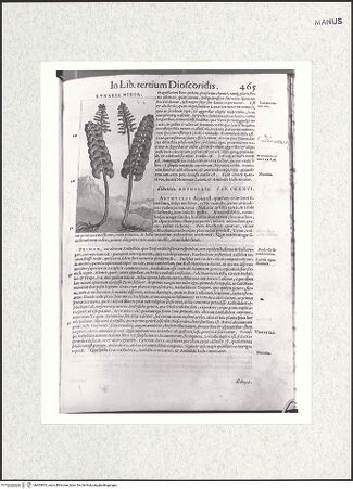 Vorderseite von bh403855_recto