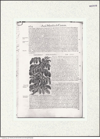 Vorderseite von bh403858_recto