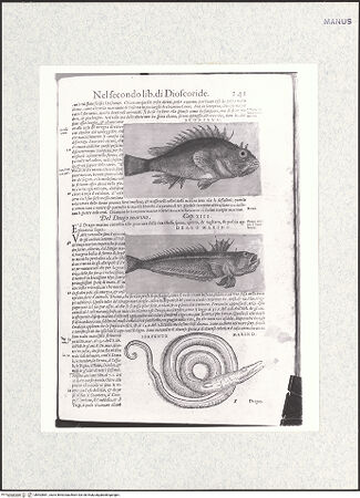 Vorderseite von bh403881_recto