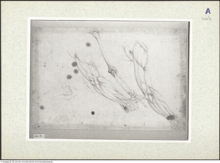 Vorderseite von bh412461_recto