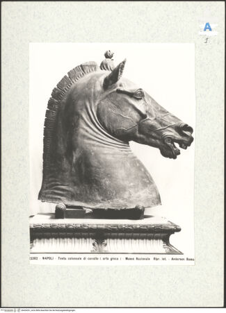 Vorderseite von Alinari [https://www.deutsche-digitale-bibliothek.de/content/lizenzen/rv-ez/] Monumentaler Kopf eines Pferdes (sog. Testa Carafa) - Profil, bh424351_recto. Foto.